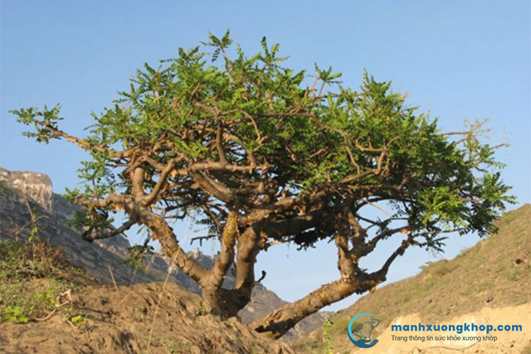 MyrliqTM – Nhựa cây Một dược với hàm lượng hoạt chất cao nhất 2
