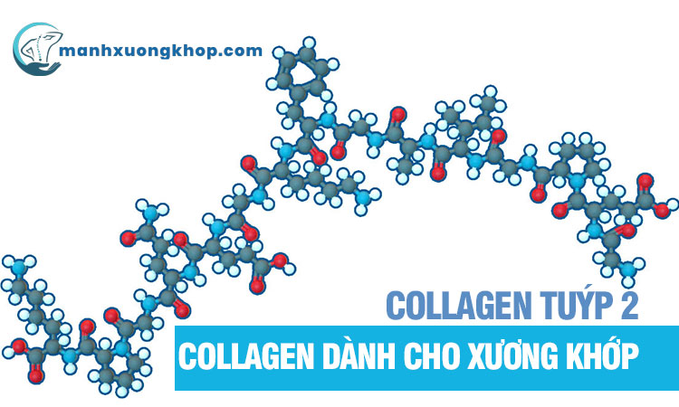 Collagen tuýp 2 - Collagen dành cho xương khớp 1